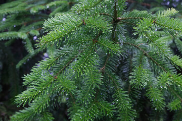Green Fir Branches with Wet Needles Background © Creatura Studio