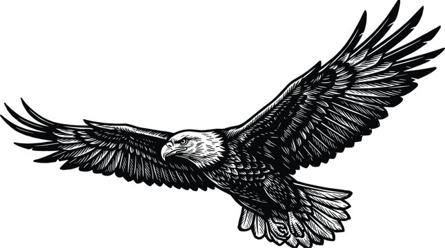 Flying bald eagle woodcut style illustration of majestic bird of prey with open wings soaring isolated vector vintage engraved line art graphics