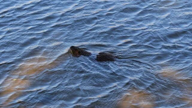Nutria - coypu (Myocastor coypus) swimming in river, herbivorous, semiaquatic rodent in the family Echimyidae, native to South America.