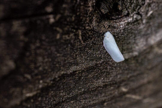 White Planthopper on Dark Tree Bark