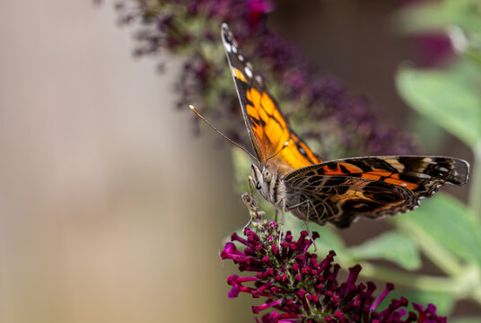 American Lady Butterfly on Magenta Buddleia