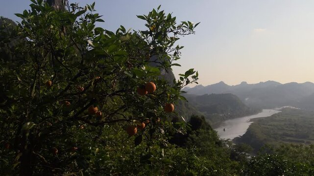 Close up of ripe orange fruits growing on a citrus tree branch, with the Li river winding through karst mountains visible in the distance. Agriculture and scenic landscape in Xingping area, Guilin, Ch