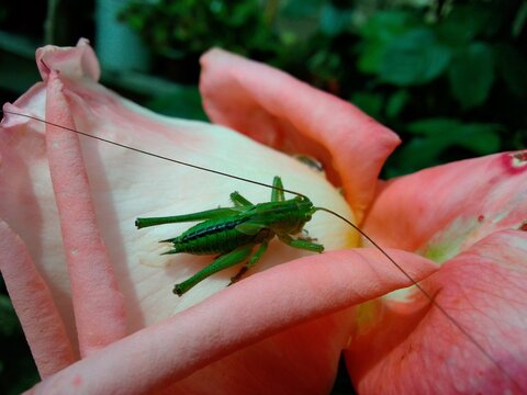 Green bush cricket with black stripe resting on coral rose petal.
