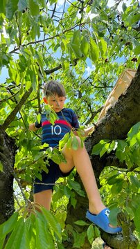 Young Boy Sitting in a Cherry Tree Picking Ripe Cherries