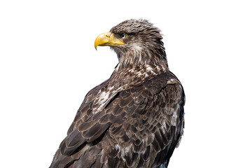 Obraz premium Transparent Bald Eagle High Detail