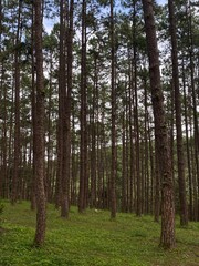 Fototapeta premium trees in the forest