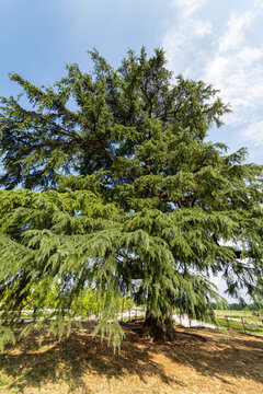 Cedar of Lebanon