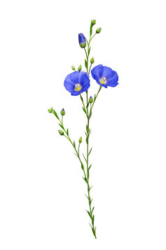 Blue flax flowers with buds on a slender stem isolated on white. Botanical floral element with delicate blossoms and fresh green foliage.