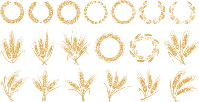Wheat Ears and Barley Wreath Vector Set Featuring Golden Agriculture Sheaves and Cereal Grain Frames for Bakery and Farming Branding Designs