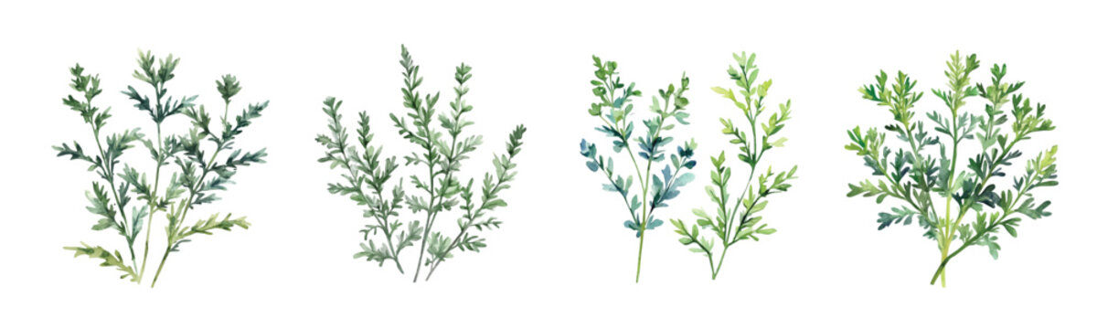 Minimal yet artistic elements for creative designs. hand-drawn paint, Simple Illustration, A beautiful painting of wormwood plant, EPS format, isolated on a white background