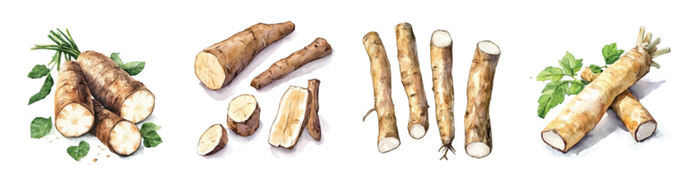 Minimal yet artistic elements for creative designs. hand-drawn paint, Simple Illustration, A beautiful painting of wild yam root, EPS format, isolated on a white background
