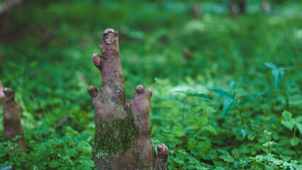 Fototapeta premium Woody cypress tree roots rise from forest floor in sunlit natural landscape
