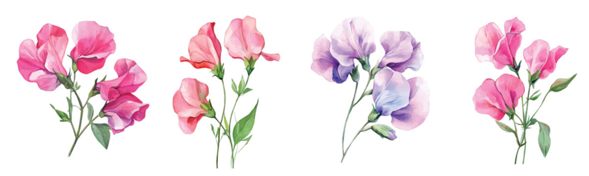 Watercolor design, Minimal yet artistic elements for creative designs. hand-drawn paint, Simple Illustration, A beautiful painting of sweet pea flower, EPS format, isolated on a white background