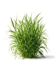 Fototapeta premium A small clump of fresh green grass isolated on a clean white background.