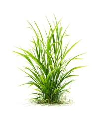 Fototapeta premium A small clump of fresh green grass isolated on a clean white background.