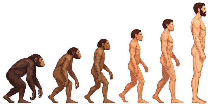 Human evolution illustration from primate to modern man