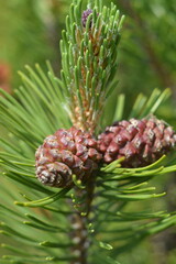 Close-up of a decorative pine branch with a cone © Olena