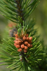 Close-up of a lush green pine branch with a brown cone © Olena