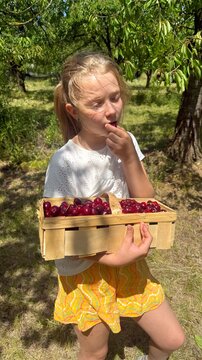 Young Girl in Cherry Orchard Holding a Basket of Fresh Cherries