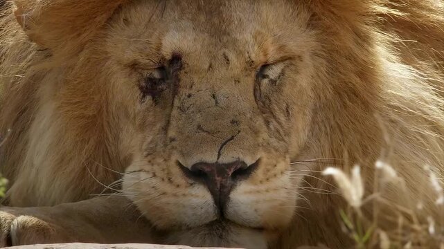 Majestic male lion with a thick mane rests peacefully in the African savanna