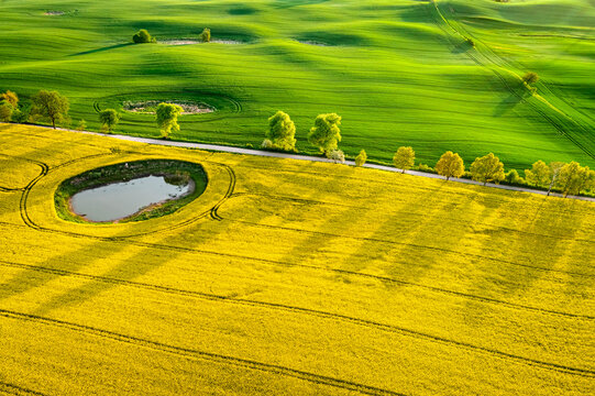 Half green wheat and yellow rape fields in Poland countryside.