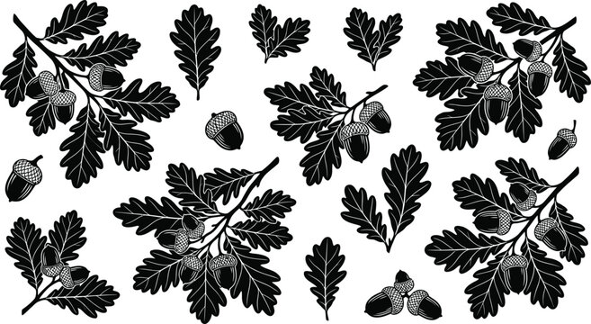 Black and white oak branch and acorn botanical illustration set for autumnal designs and natural textures