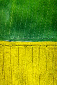 Stunning green and yellow field at spring at sunrise