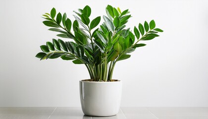 Fototapeta premium zamioculcas zamiifolia plant in a white pot isolated on a white background