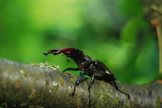 Stag beetle