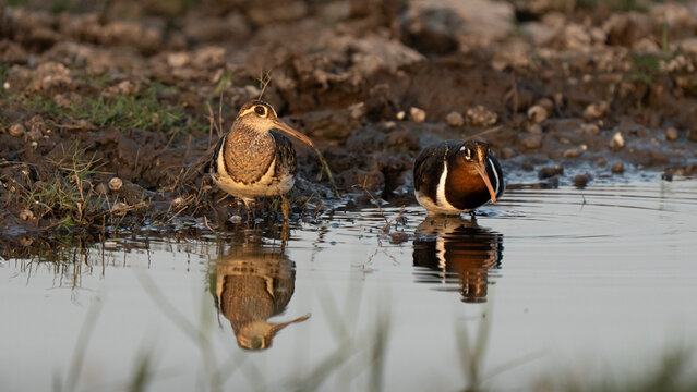 Greater painted-snipe adult couple portrait feeding in a wetland. Beautiful plumage colors and sexual dimorphism and dichromatism; female plumage with brightly colors
