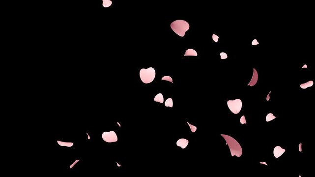 Floating pink and white floral petals with natural motion isolated on transparent background