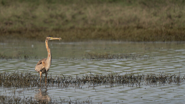 Purple heron beautiful individual hunting in a waterhole with the walking slow technique. Side view profile at sunset, highlighting purple plumage colors