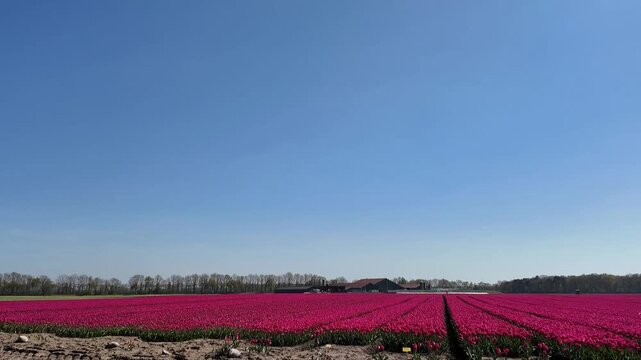 Video showcasing endless rows of vibrant fuchsia pink tulips blooming in a rural field. Located in the small hamlet of Bruntinge near Westerbork in the province of Drenthe, this colorful Dutch flower 