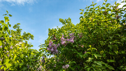 Lush green lilac bushes with purple blossoms photographed from a low angle under a bright blue sky with subtle white clouds on a sunny spring day, showing leaf details. © Adam
