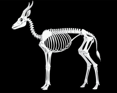 Deer Skeleton Standing Full Body Isolated on Black Background