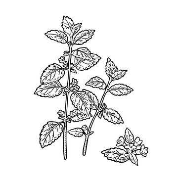 Melissa plant with leaves and flower. Engraving vintage vector illustration. Isolated on white background. Hand drawn design element for label and poster