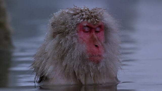 Close-up of a Japanese macaque enjoying a warm soak in a natural hot spring