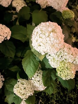White hydrangea flowers blooming outdoor garden evening dramatic lighting summer