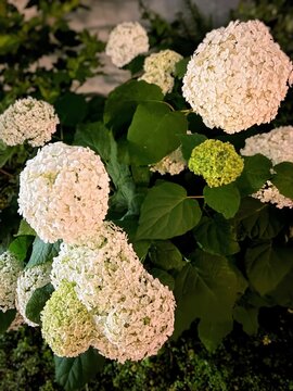 White annabelle hydrangea flowers blooming in garden natural outdoor summer