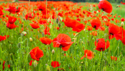Obraz premium Poppy Paradise: red field of poppies in bloom, general and close-up of flowers. Nature of Ukraine.