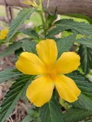 Fototapeta premium Close up of a yellow alder (turnera ulmifolia) flower in bloom