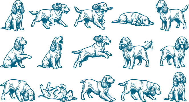 Set of spaniel dog line art illustrations depicting the breed in various movements and poses