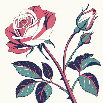 hybrid tea rose colorful on white background