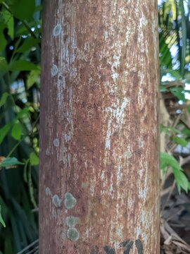 A close-up shot of a weathered rusty metal pole texture with peeling white paint, brown corrosion spots, and natural green leaf details.
