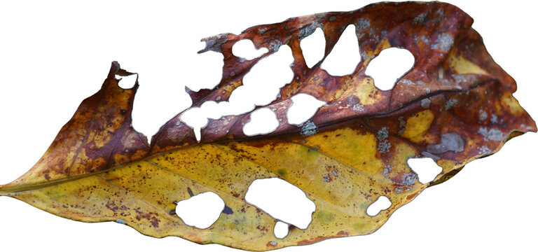 Dry autumn leaf with holes damaged by insects isolated on white background, macro detailed fallen brown leaf design element