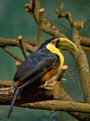 red-breasted toucan © Przemyslaw Klimczak