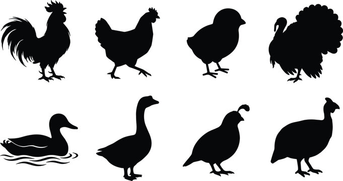 Farm poultry bird silhouettes set featuring rooster hen chick turkey duck goose quail and guinea fowl vector illustration