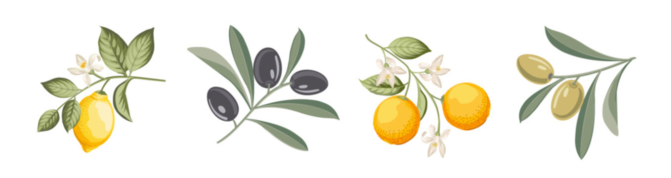 Set of mediterranian fruit elements. Collection of lemon, olives