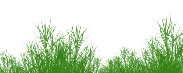 Fototapeta premium Green grass sways gently in a serene natural landscape environment outdoors