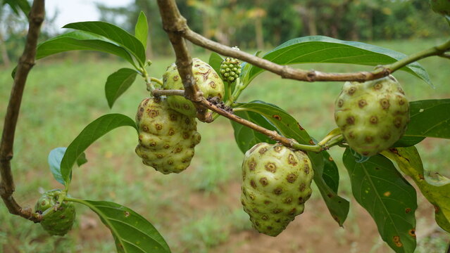 Fresh noni fruit hanging on a tree branch, organic morinda citrifolia or mengkudu in the garden for traditional herbal medicine concept